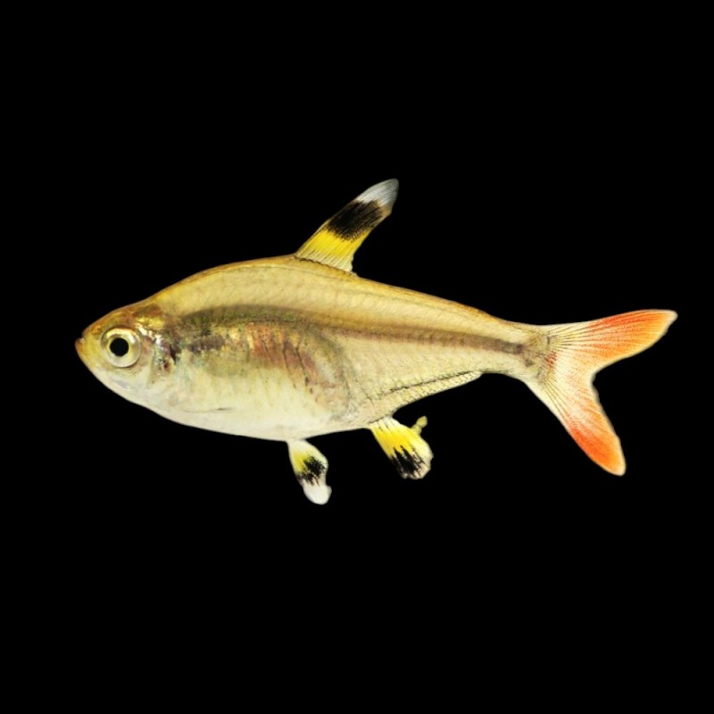 Gold Pristella Tetra