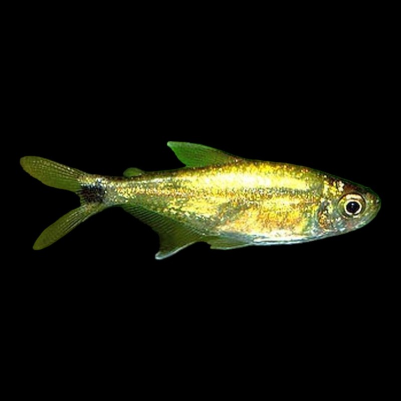 Gold Tetra