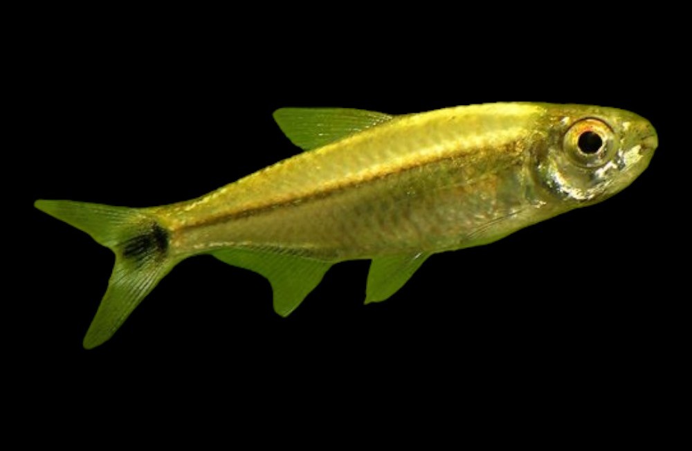 Freshwater wonders, freshly arrived-Check it out!