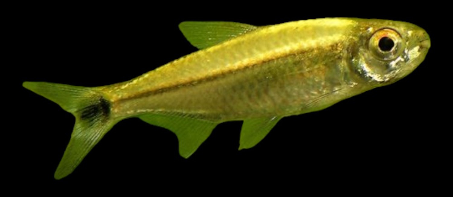 Freshwater wonders, freshly arrived-Check it out!