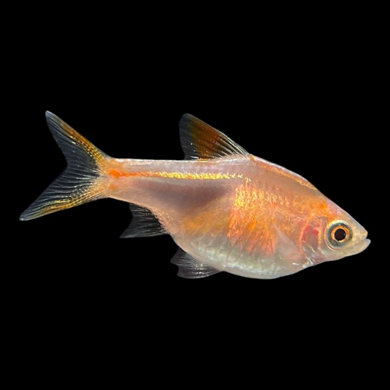 Golden Harlequin Rasbora