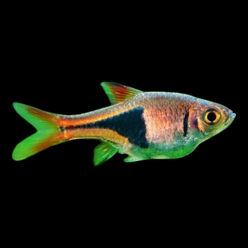 Harlequin Rasbora