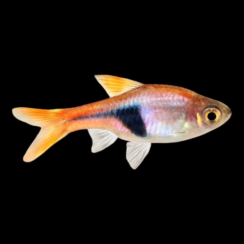 Harlequin Rasbora