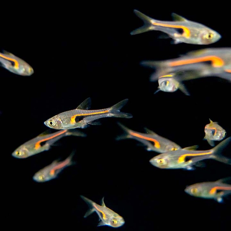 Hengeli Rasbora
