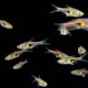 Hengeli Rasbora