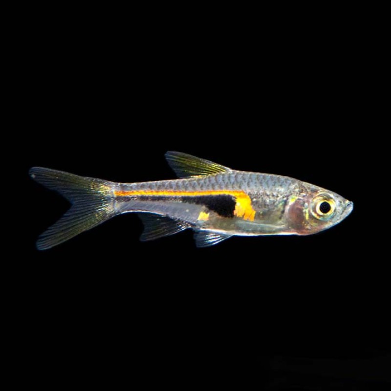 Hengeli Rasbora