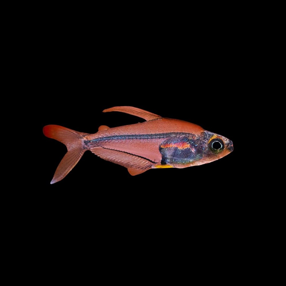 Hummingbird Tetra