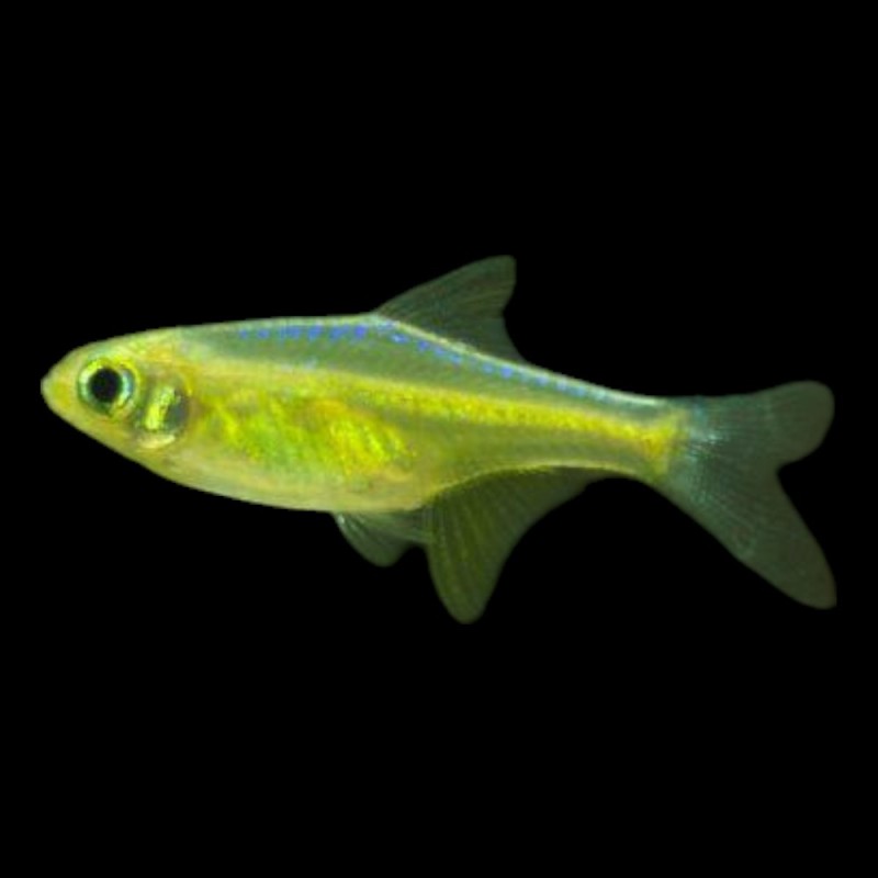 Kubotai Rasbora