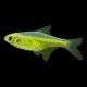 Kubotai Rasbora