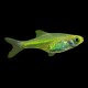 Kubotai Rasbora