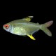 Lemon Tetra