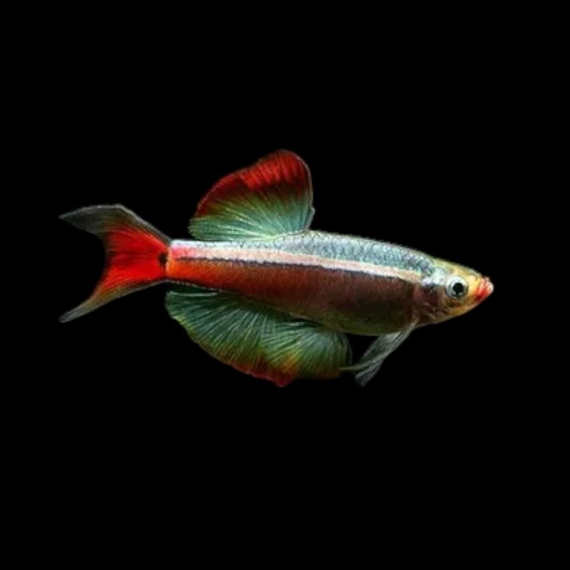 Long Fin White Cloud