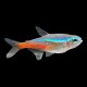 Neon Tetra