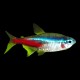 Neon Tetra