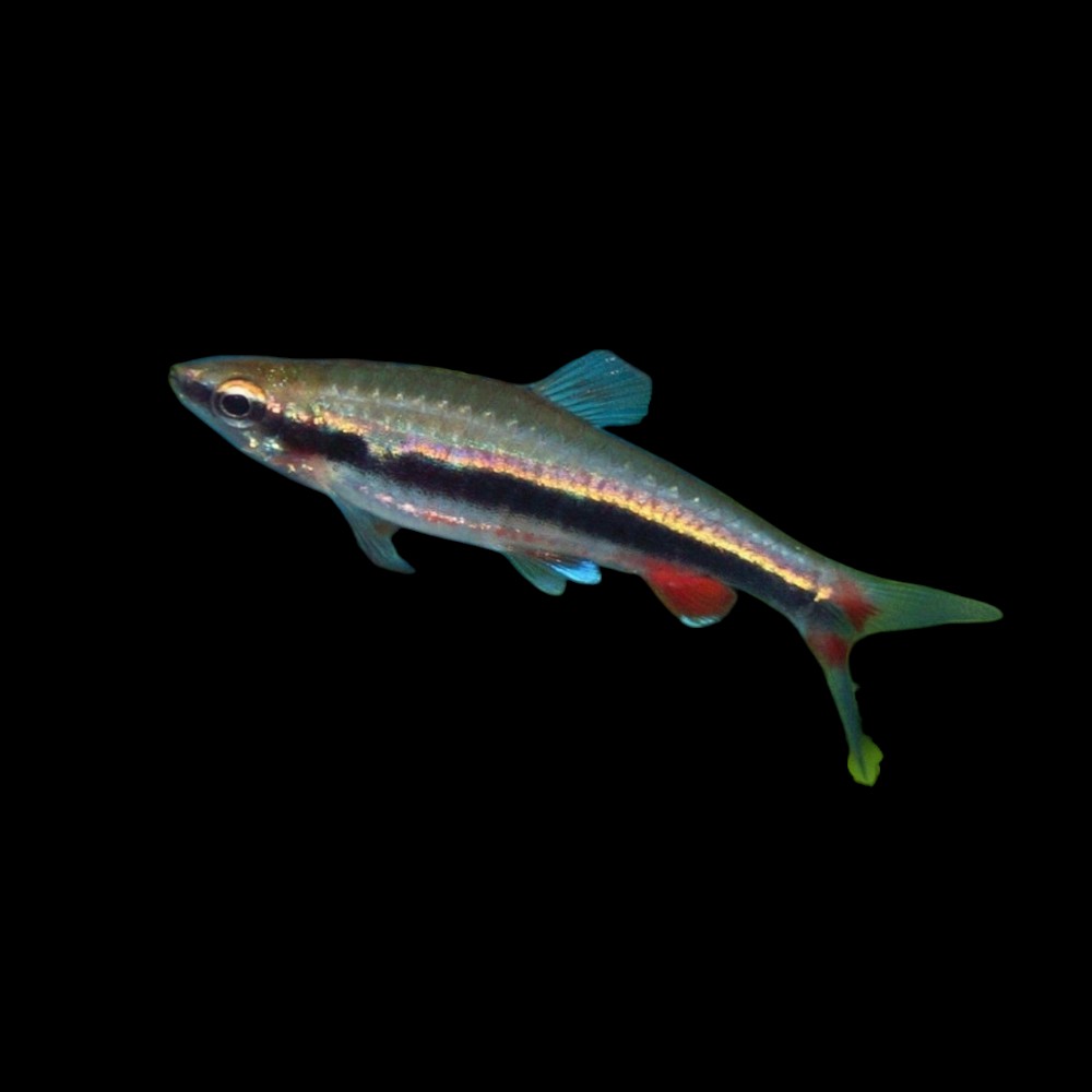 Pencilfish
