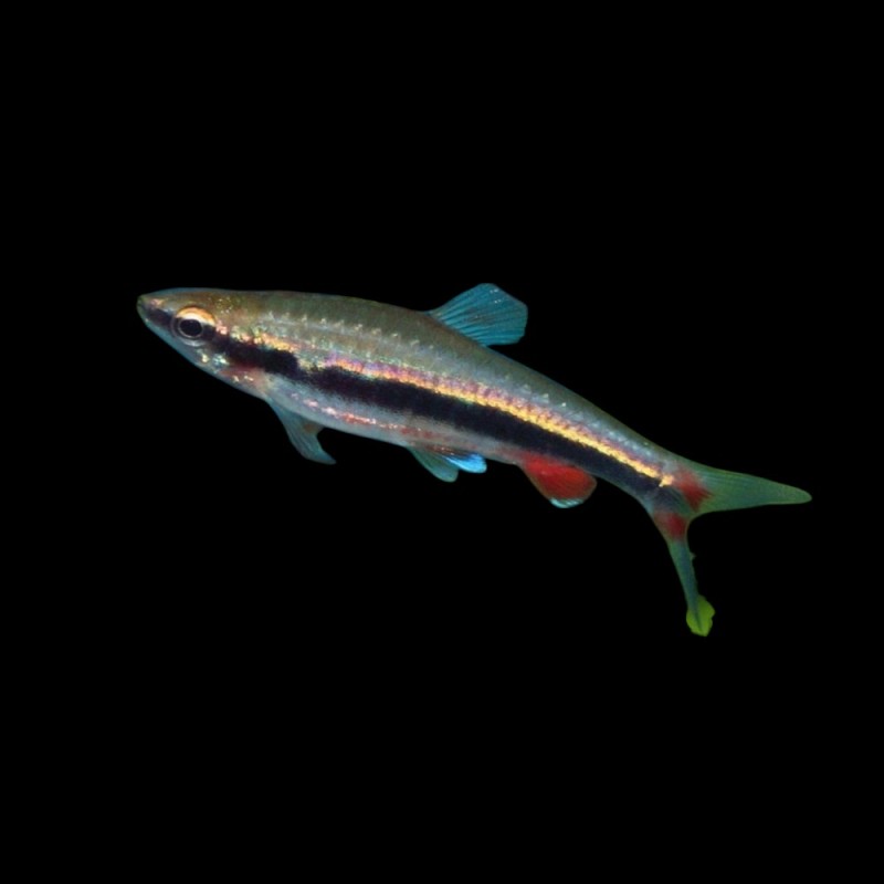 Pencilfish