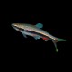 Pencilfish