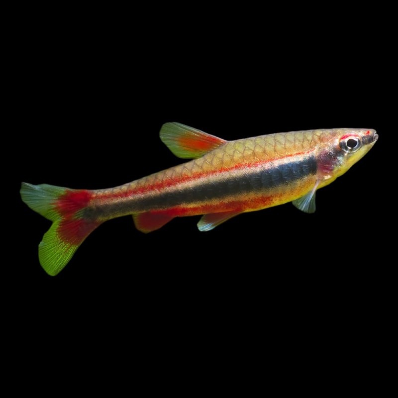 Pencilfish
