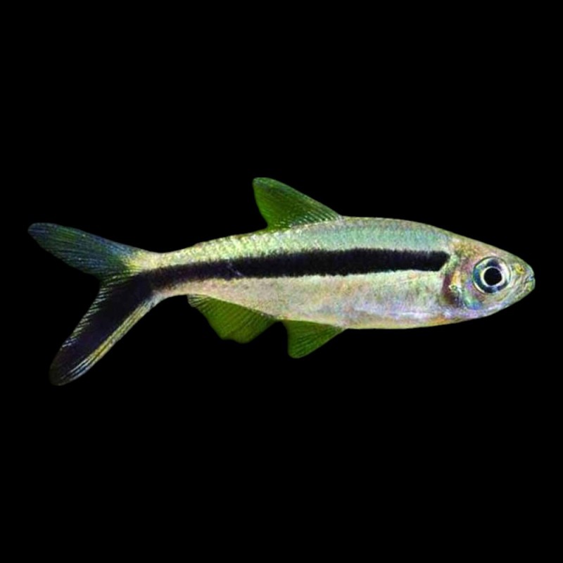 Penguin Tetra
