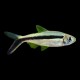 Penguin Tetra