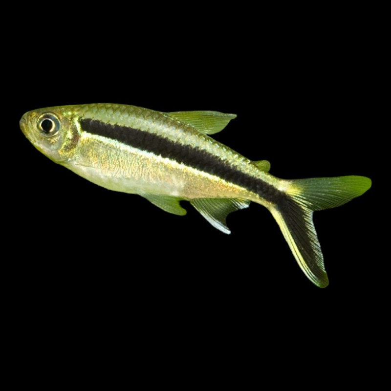 Penguin Tetra