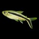 Penguin Tetra