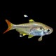 Pristella Tetra