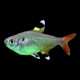 Pristella Tetra