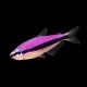 Purple Emperor Tetra