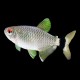 Red Eye Tetra