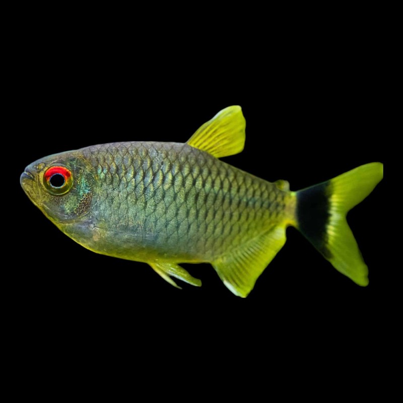 Red Eye Tetra