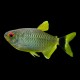 Red Eye Tetra