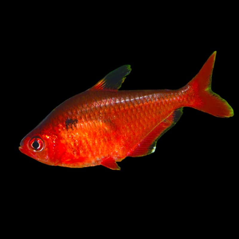 Red Minor Serpae Tetra