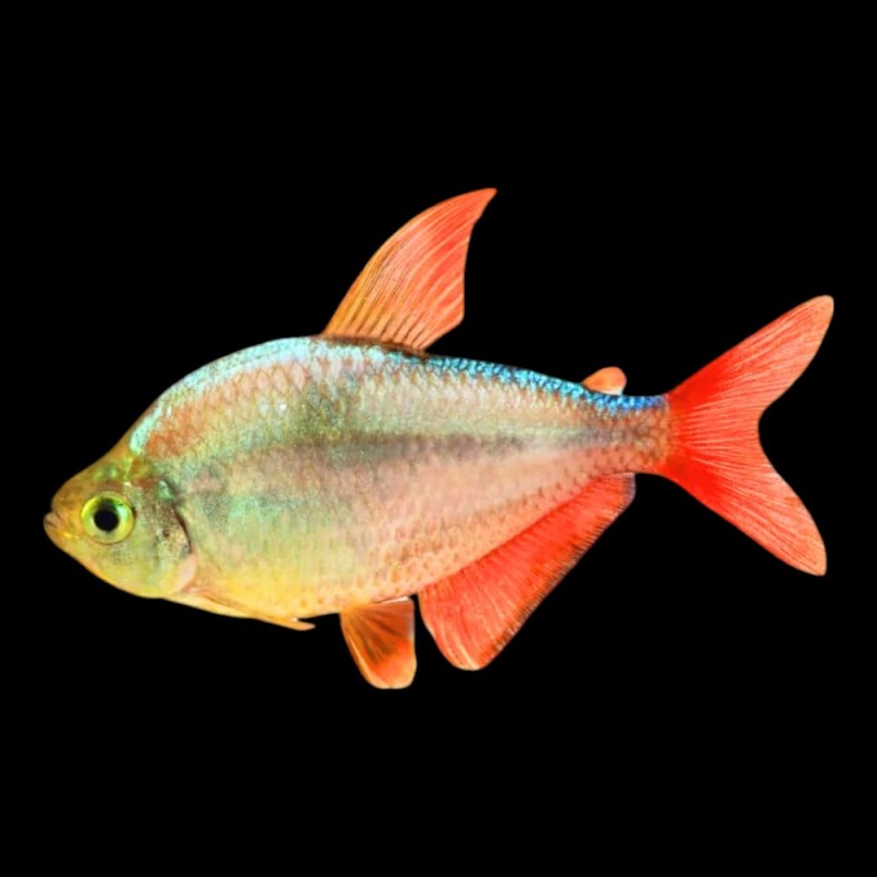 Red/Blue Columbian Tetra