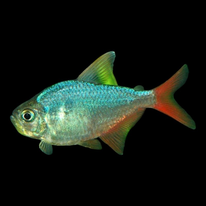 Red/Blue Columbian Tetra