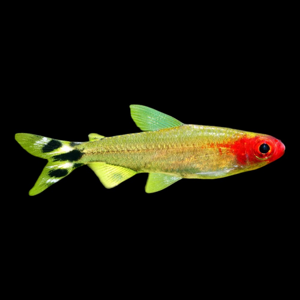 Rummynose Tetra