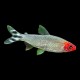 Rummynose Tetra