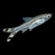 Scissortail Rasbora