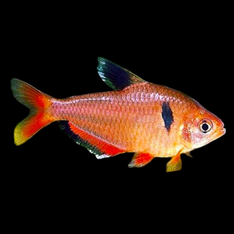 Serpae Tetra