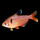 Serpae Tetra