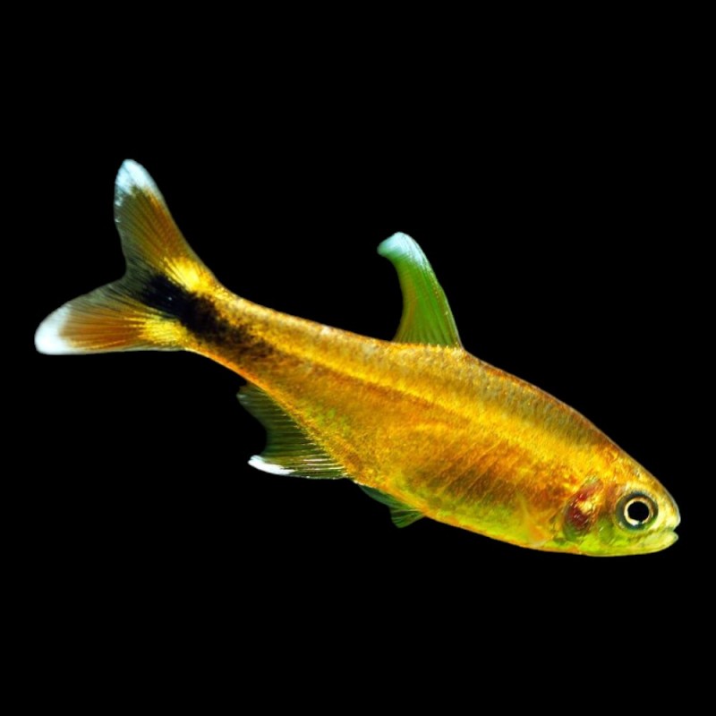 Silver Tip Tetra