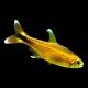 Silver Tip Tetra
