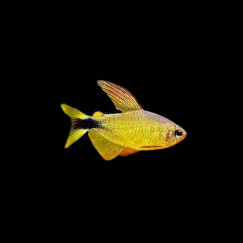 Racoon Tetra