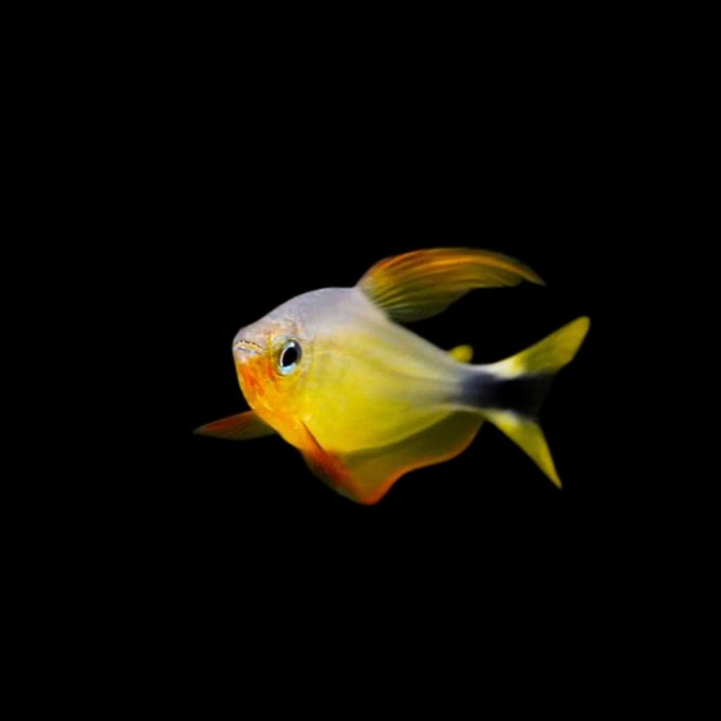 Racoon Tetra