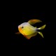 Racoon Tetra