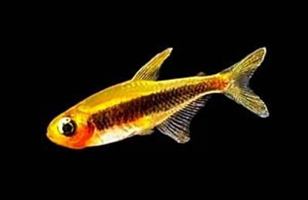 Freshwater New Arrivals!