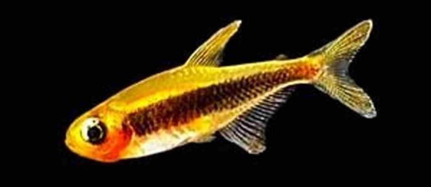 Freshwater New Arrivals!