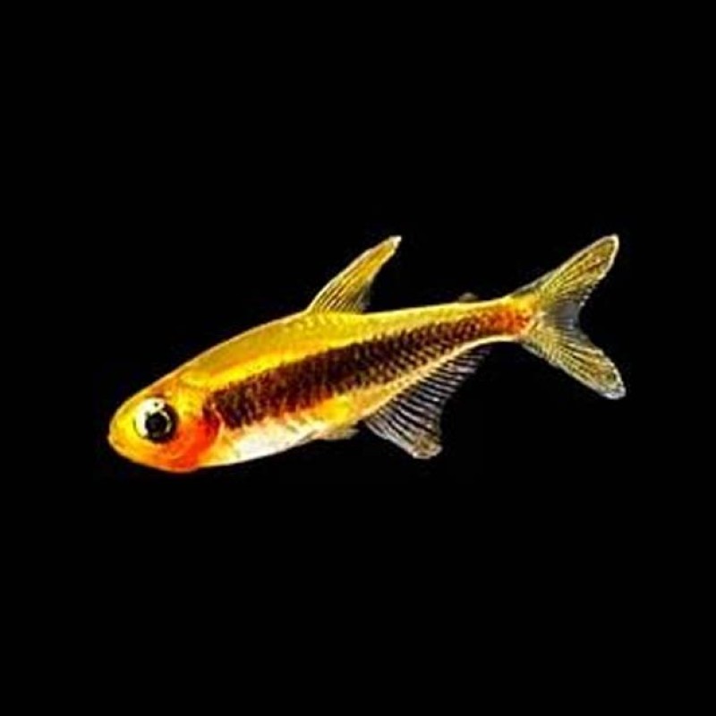 Toucan Tetra