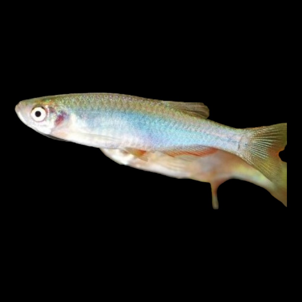 Turquoise Danio Small