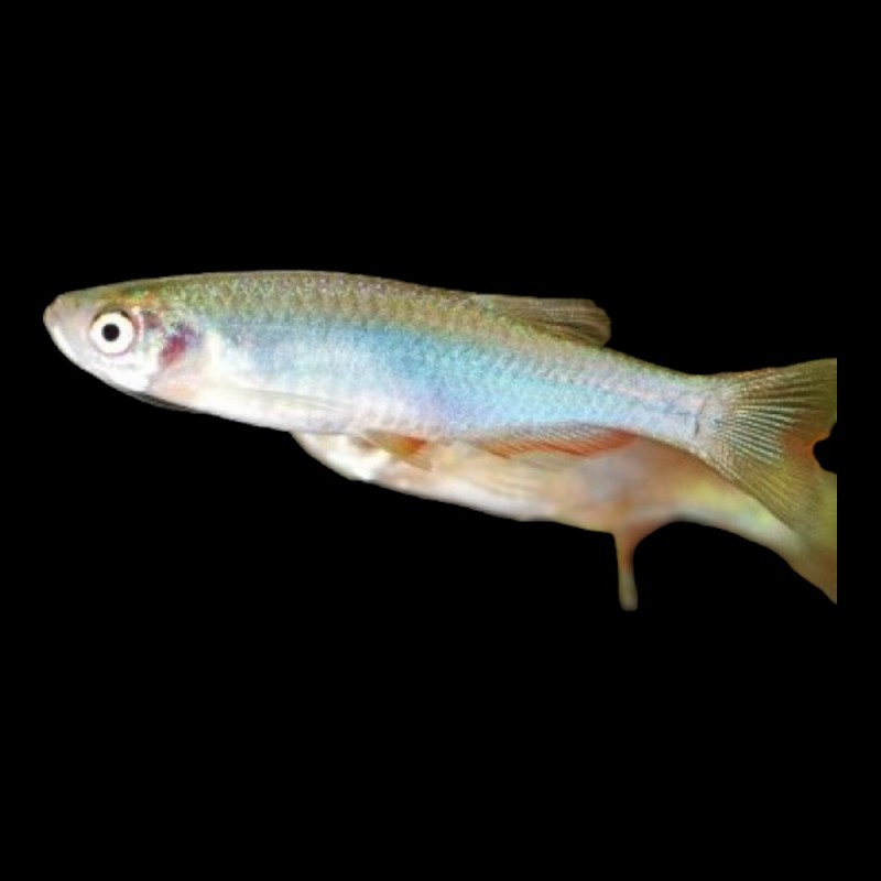 Turquoise Danio Small